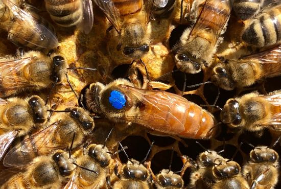 Bienenstock Imkerservice